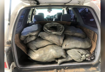 Более 300 кг рыбы перевозил экибастузец в багажнике авто