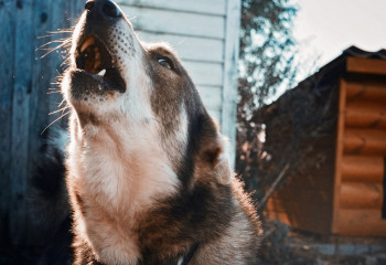 Қостанайда 3 жасар қыздың бетін ит талап тастады