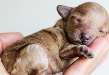 Мужчина в Павлодаре выбросил щенка из окна третьего этажа