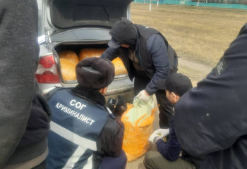 Самую крупную партию наркотиков за последние 10 лет изъяли в СКО