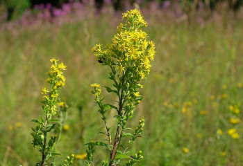 Биылғы жазда ауа райы қандай болады