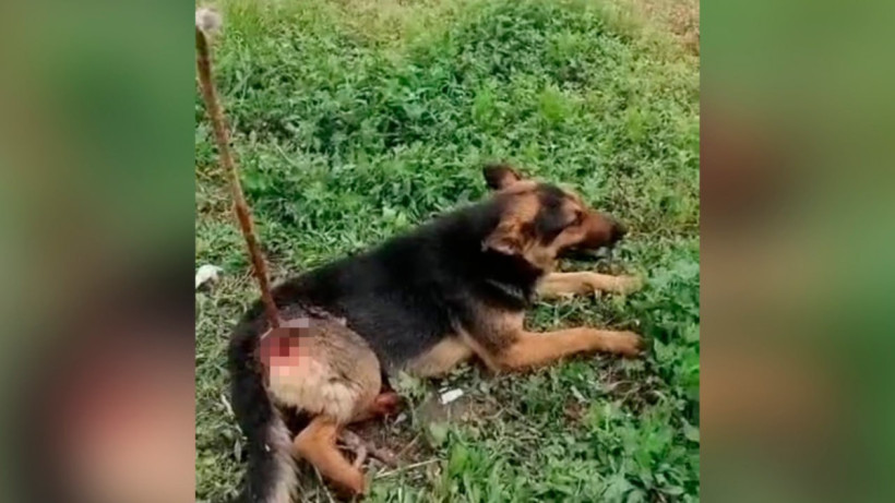  Видеодан алынған кадр 