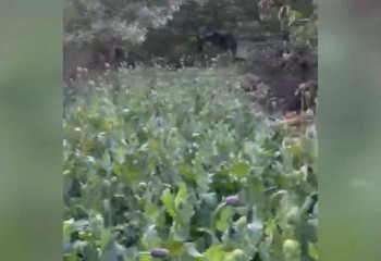 Более 2,5 тысяч кустов кокнара изъяли у жителя Туркестанской области