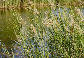 Атырауда қамыс арасынан 64 млн теңгенің балығы табылды