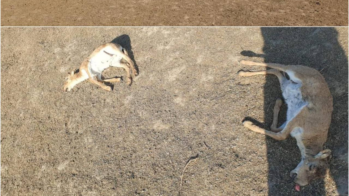Около 150 мертвых сайгаков нашли в ЗКО