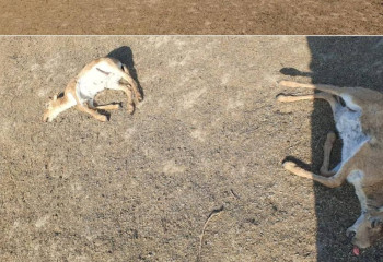 Около 150 мертвых сайгаков нашли в ЗКО