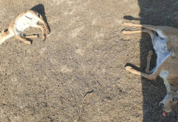 БҚО-да 150-ге жуық киік өлексесі табылды