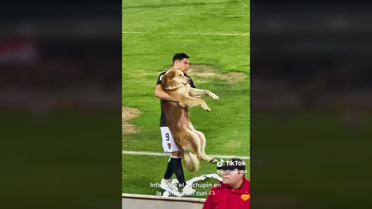 Выбежавший на поле пес едва не сорвал матч