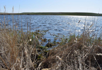 Солтүстік Қазақстанда жоғалып кеткен 14 жастағы қыздың денесі табылды