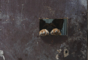 Степногорск тұрғыны итін бесінші қабаттан лақтырып жіберген