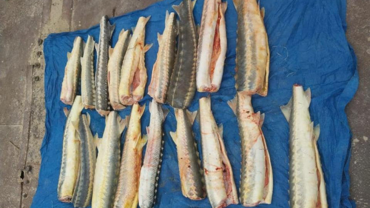 Мешки с осетровой рыбой обнаружили в рамках «Бекіре-2023»