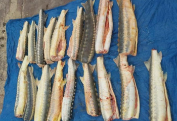 Мешки с осетровой рыбой обнаружили в рамках «Бекіре-2023»