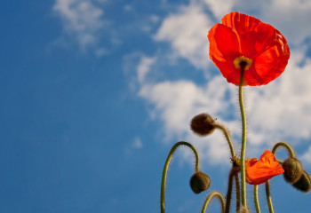 Алдағы бес жылда тарихта болмаған аптап ыстық болуы мүмкін