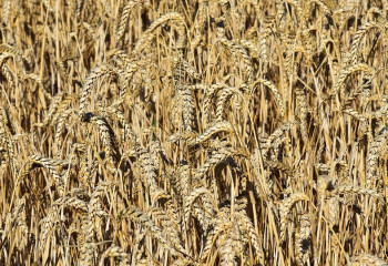 Әлемде бидай арзандады