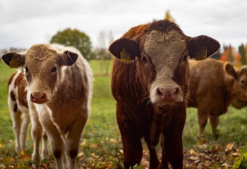 19 групп задержали полицейские страны за скотокрадство