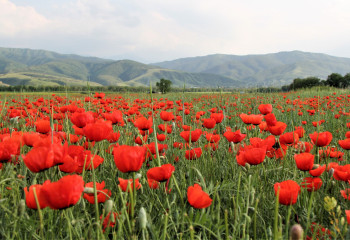 Айналасы алқызыл гүлге толы Алматы