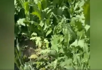 Около 4 тысяч кустов “кокнара”изъяли у жителя Туркестанской области