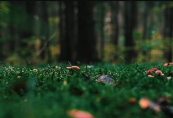 Далада өсіп тұрған өсімдіктерді жеке мақсатта пайдалану – тегін