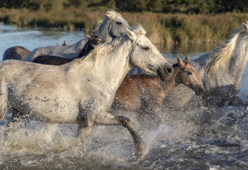 Воры-конокрады угнали скот на 15 млн тенге в Алматинской области
