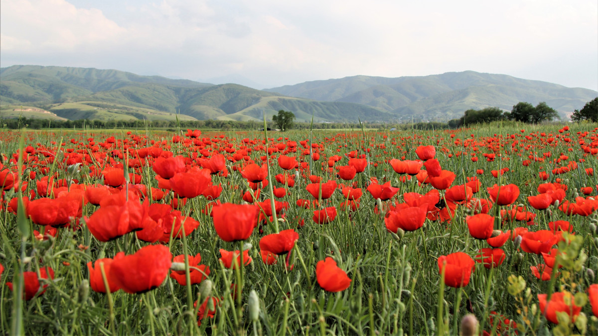  ©El.kz/Дәурен МАҚСҰТХАНҰЛЫ 