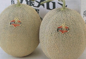 Жапонияда элиталы сұрыптағы екі қауын 26 мың долларға сатылды