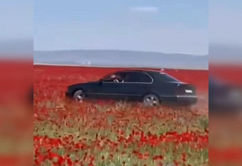 Водитель на BMW заехал на маковое поле