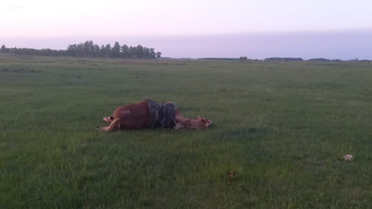 Мужчина и лошадь погибли от удара молнии в степи СКО