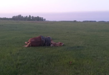 Мужчина и лошадь погибли от удара молнии в степи СКО