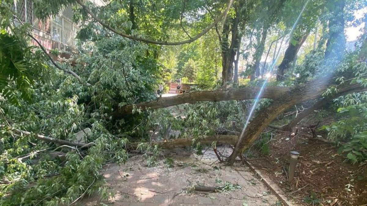Дерево рухнуло на летнюю веранду ресторана в Алматы