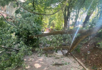 Дерево рухнуло на летнюю веранду ресторана в Алматы