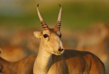 Аким ЗКО рассказал о ситуации с поголовьем сайгаков