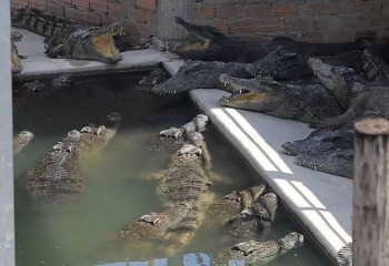 Камбоджада жетпістен асқан шаруаны қолтырауындар талап тастады