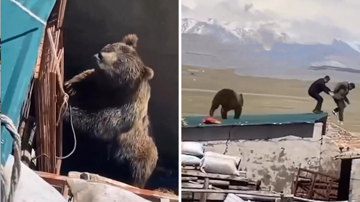  Кадр из видео 