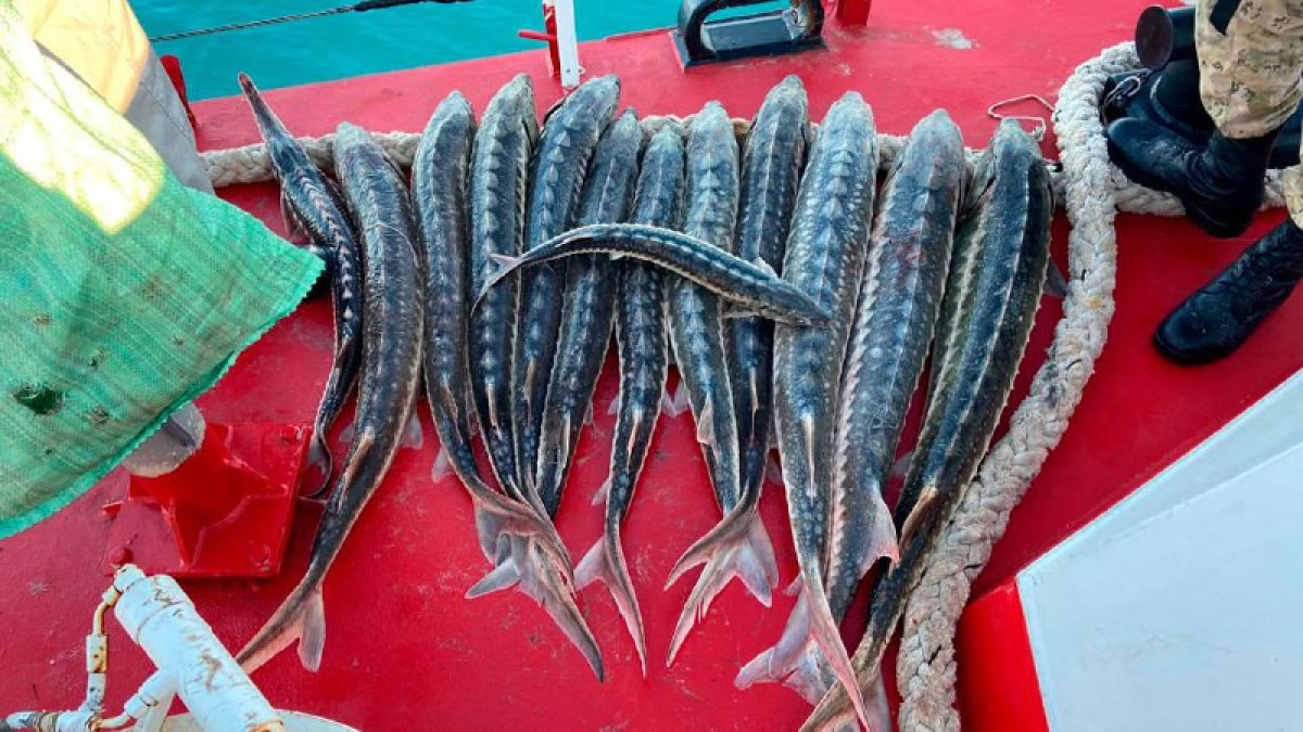 На 2,3 млн тенге оштрафовали казахстанцев за незаконное рыболовство