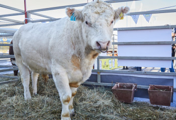 Еліміздің мал шаруашылығы саласын қандай өзгерістер күтіп тұр