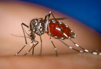 Ученые изобрели репеллент с почти 100%-й защитой от комаров