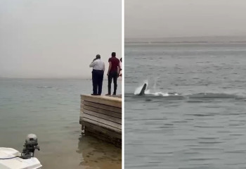 Египетте акула 23 жастағы жігітті жеп қойды