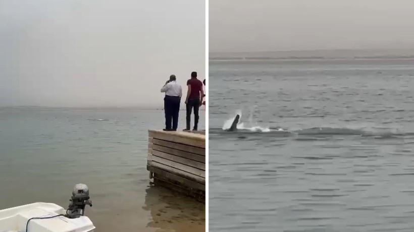  Видеодан кадр 