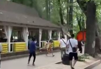 Дерево с грохотом упало на крышу летнего кафе в алматинском парке Горького