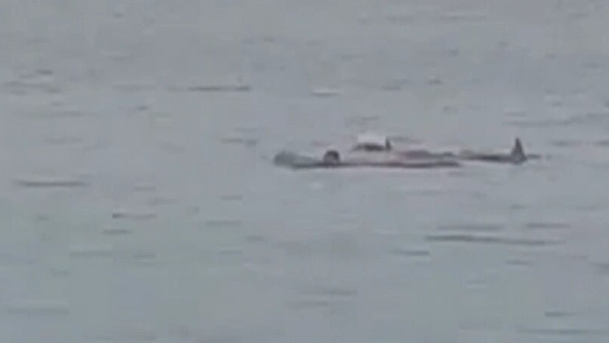 Акула насмерть загрызла россиянина на пляже в Египте