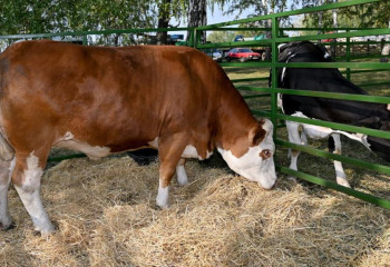 Еліміздегі ірі қара саны 8,5 миллионнан асты