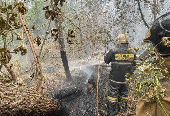 Очередной фейк про лесные пожары в Абайской области распространяется в соцсетях