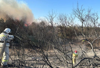 В Кызылординской области потушили лесной пожар