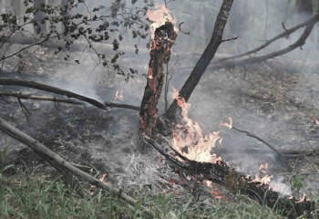 ШҚО-дағы зауыт өрттен қаза тапқандардың отбасына 1 млн теңгеден береді