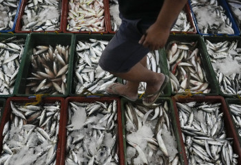 Балық өнеркәсібіне неге бей-жай қарап жүрміз?