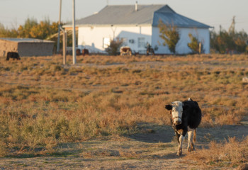 Продлено ограничение на вывоз бычков и баранчиков из Казахстана