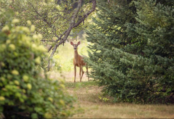 Экология министрлігі Семейдегі өрттен қанша жануар қырылғанын айтты