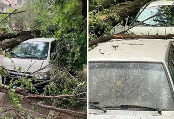 Алматыда жаңбыр мен дауыл салдарынан 8 ағаш құлады