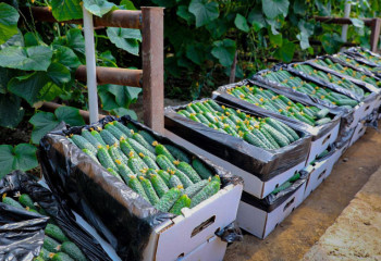 Казахстанцам, которые построят теплицы, возместят 25% затрат