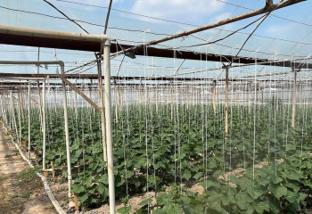 Елімізде фермерлік жылыжайлардың электр және газ шығындары өтеледі